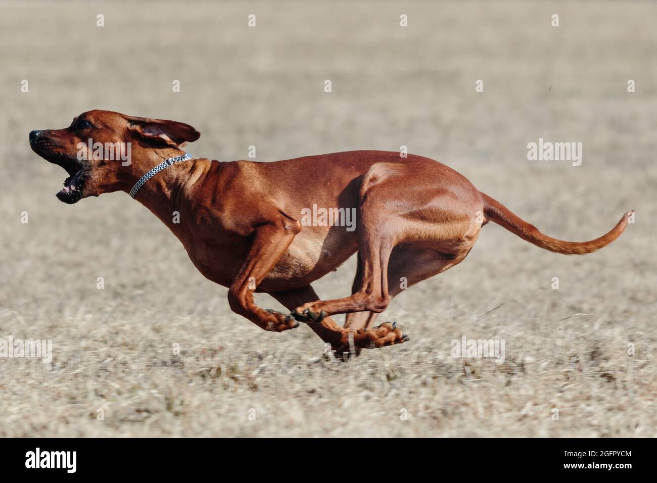 Chien de Rhodésie Ridgeback en pleine vitesse à l'allure courrant sport Banque D'Images