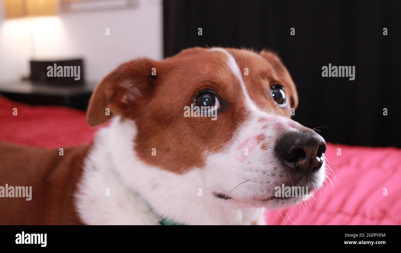 chien avec rouge à lèvres sur le visage Banque D'Images