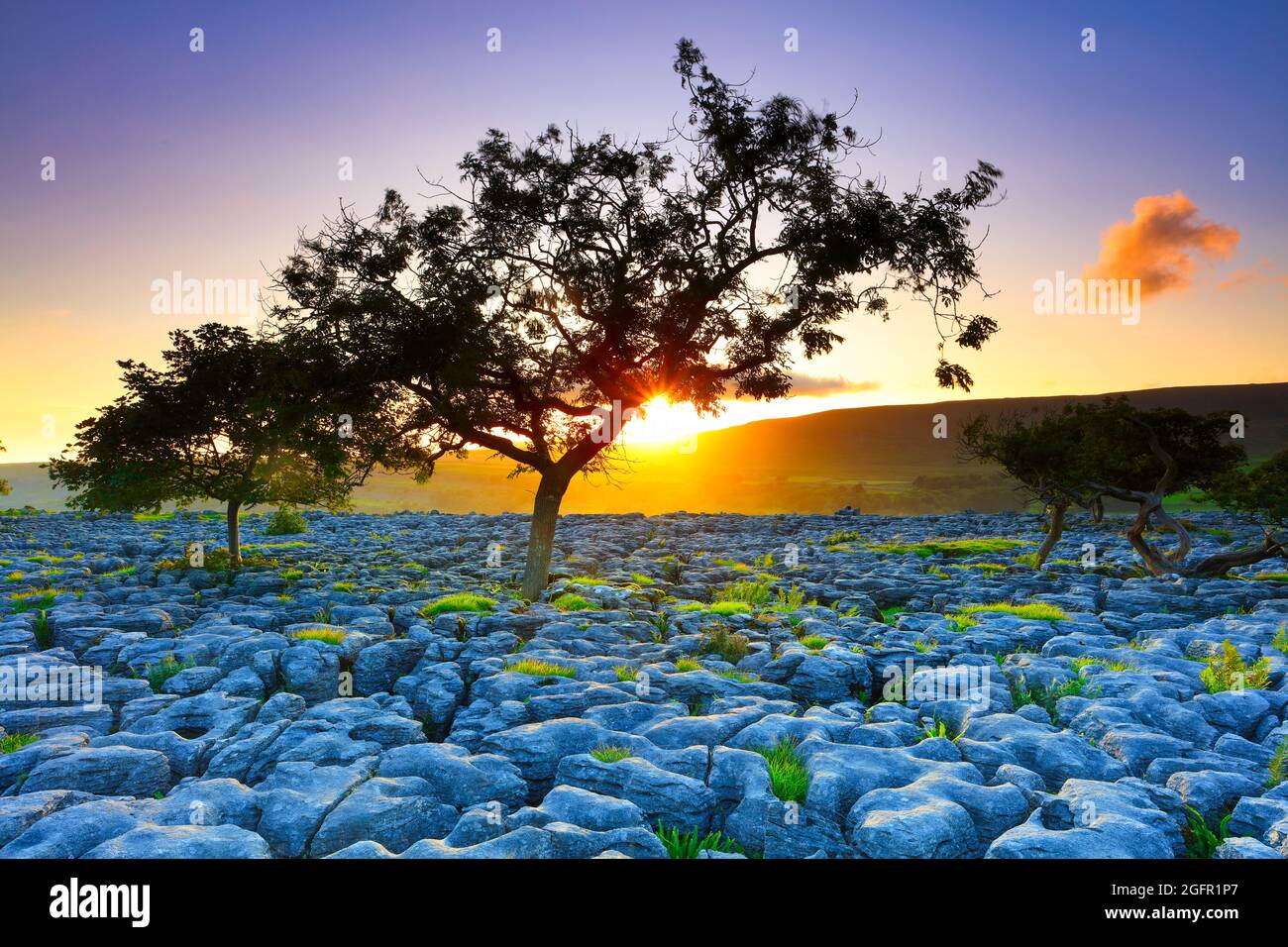 Arbres rétroéclairés qui poussent sur la chaussée calcaire au coucher du soleil. Ingleton, parc national de Yorkshire Dales, Angleterre, Royaume-Uni. Banque D'Images