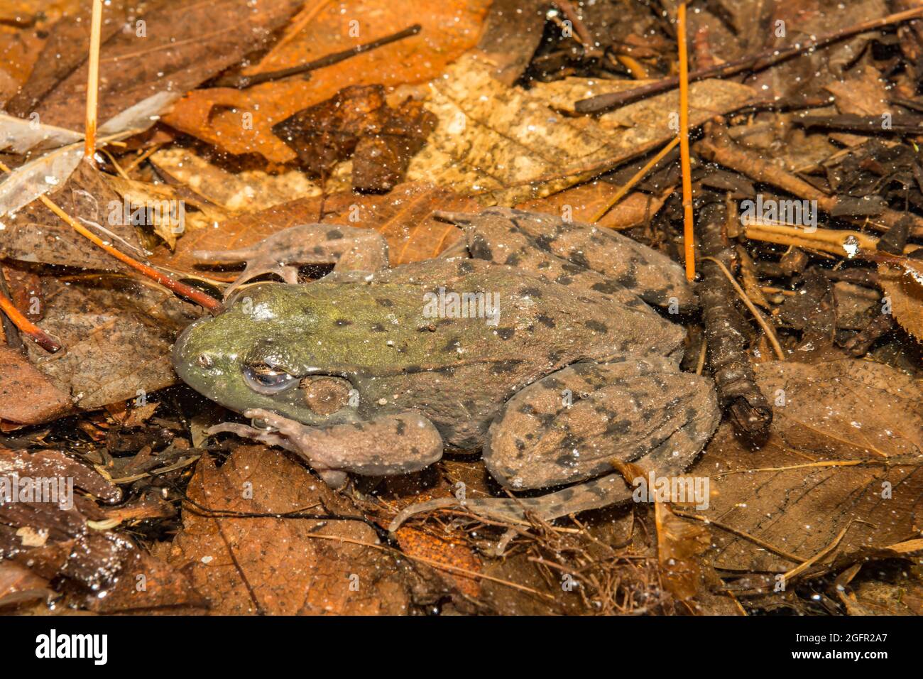 Vert grenouille hibernant sous la glace Banque D'Images