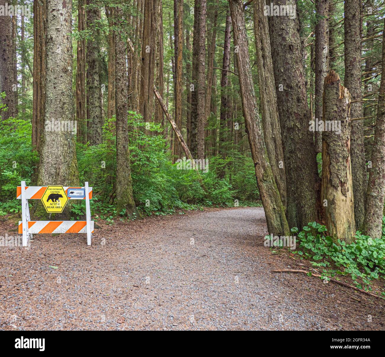 Chemin à travers une forêt avec un panneau de mise en garde avertissant les randonneurs de l'activité des ours dans la région. Banque D'Images