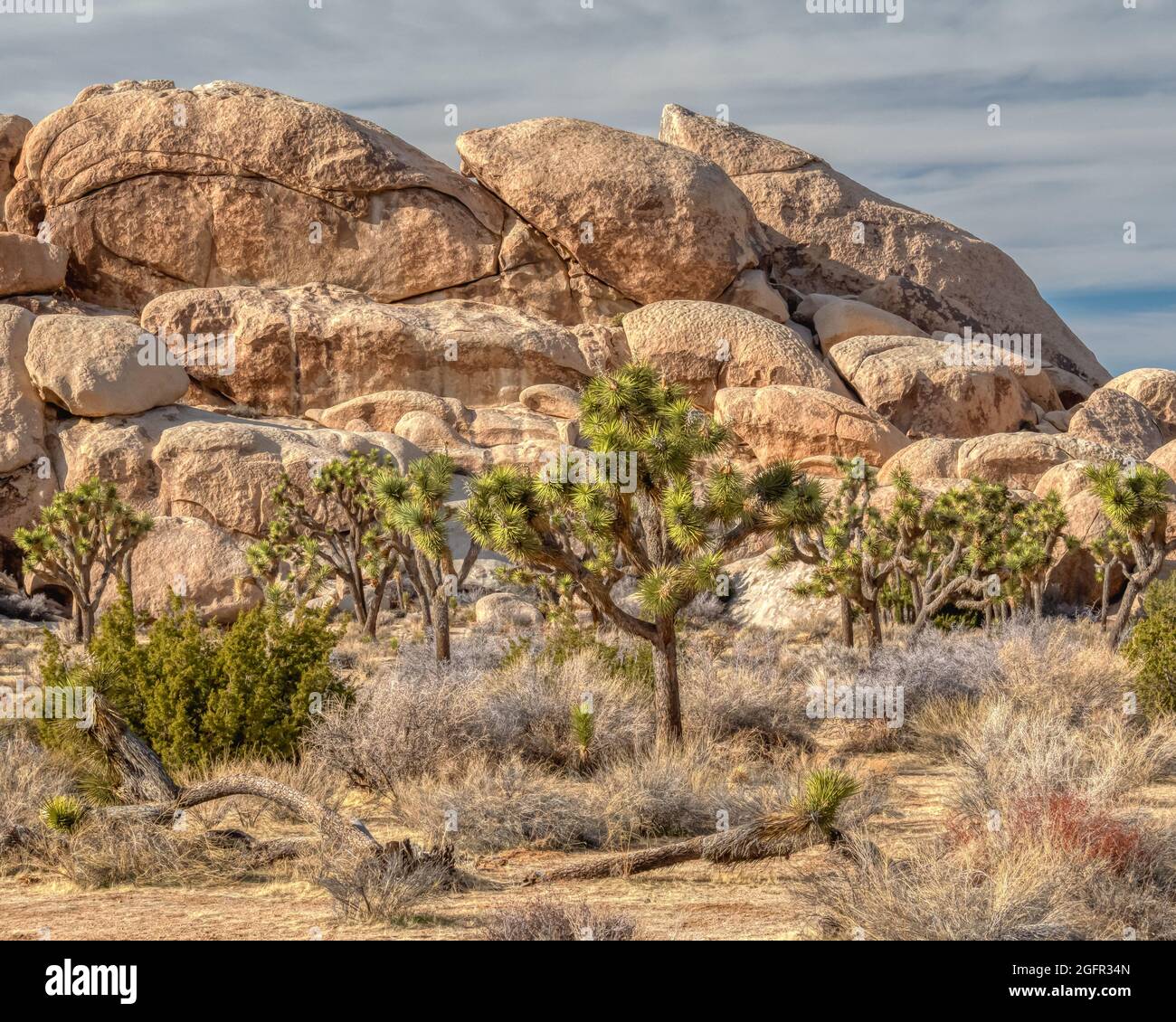 Une forêt de Joshua Tree en face d'une grande formation de roche appelée Hall of Horrors dans le parc national de Joshua Tree en Californie Banque D'Images