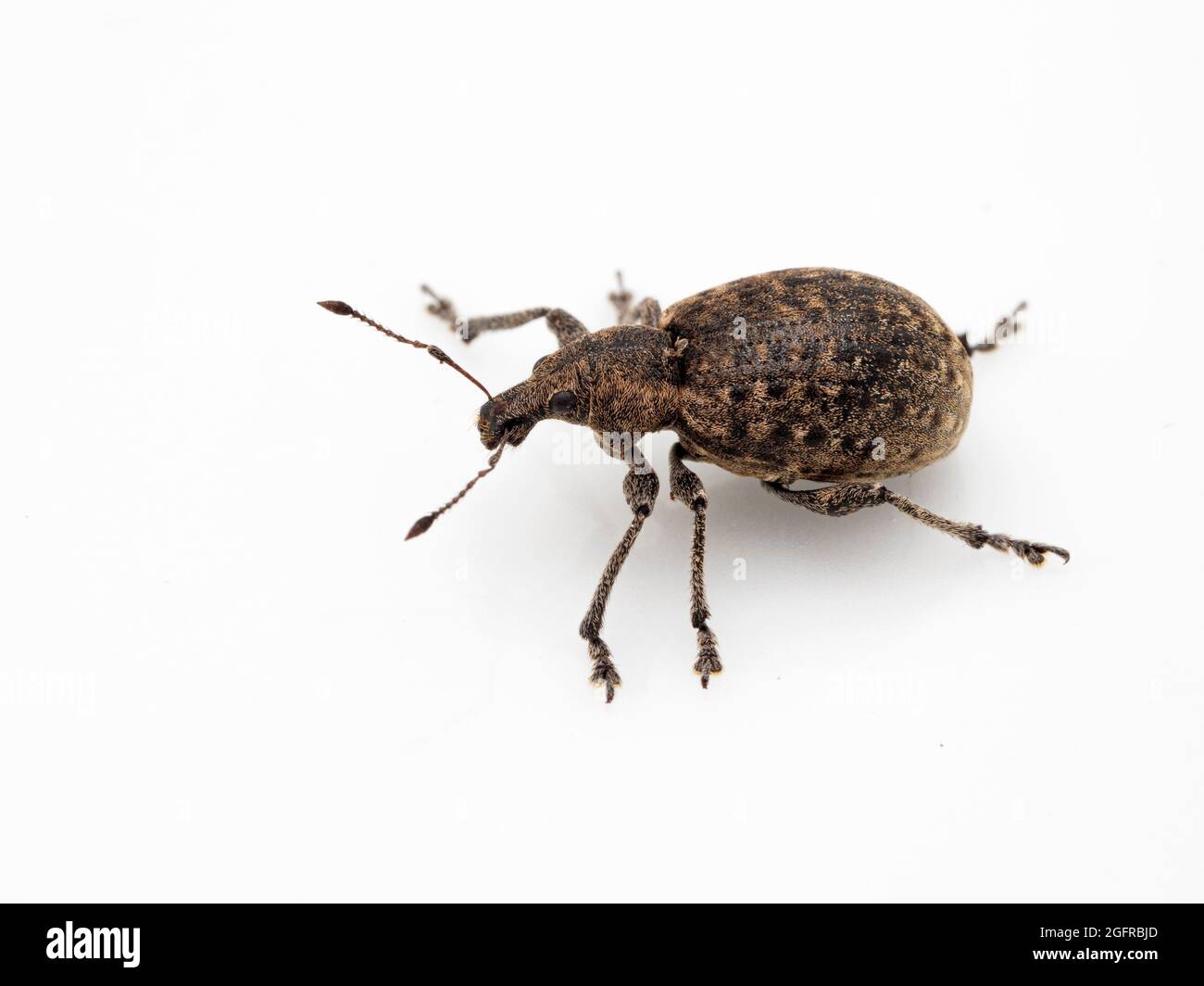 Vue latérale d'un charançon européen gras (Liophloeus tessulatus), isolé sur blanc. Cette espèce a été introduite dans l'ouest du Canada Banque D'Images