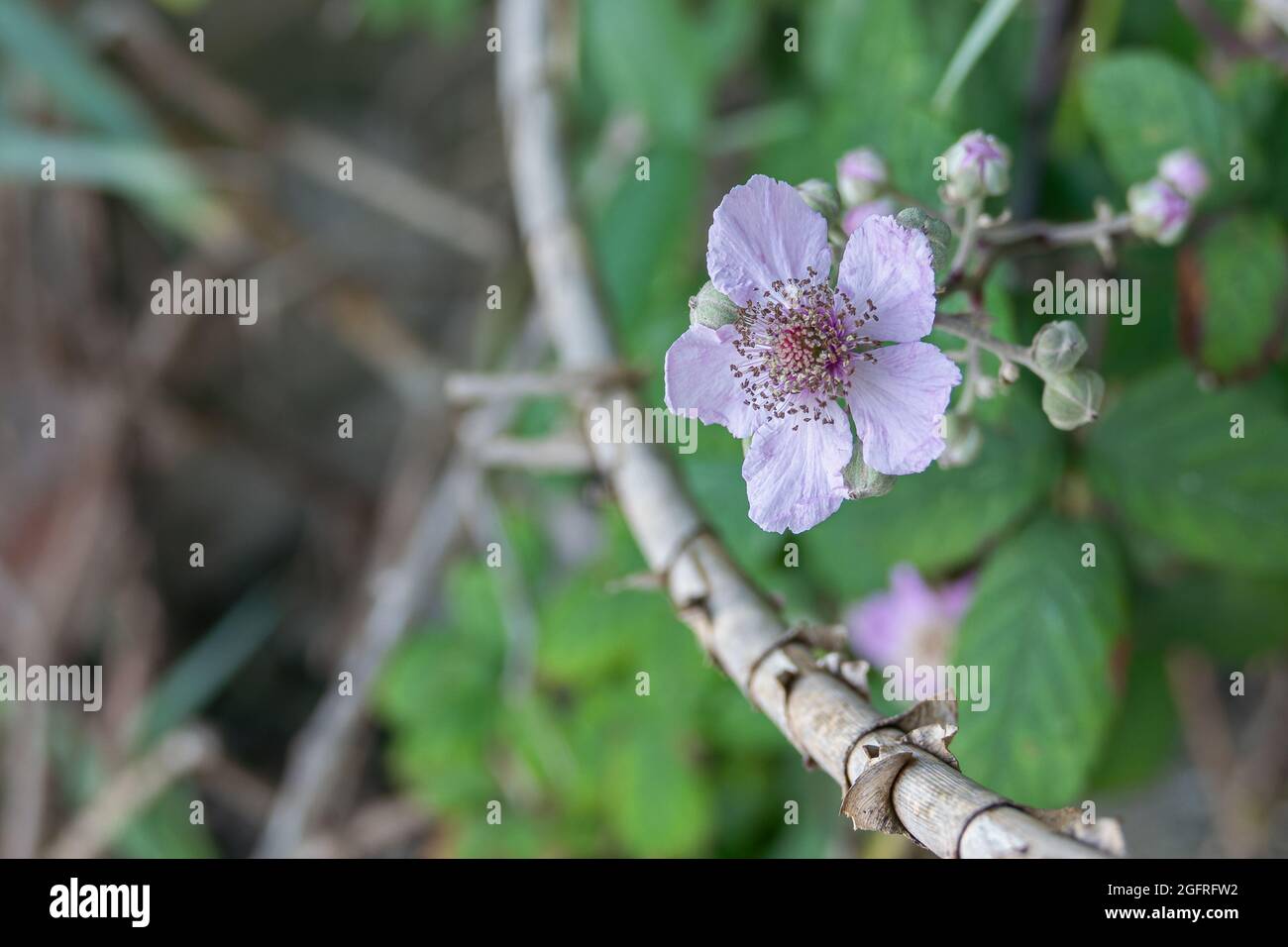 fleur de mûre ou de Rubus fruticosus gros plan fleurir à l'extérieur au printemps Banque D'Images