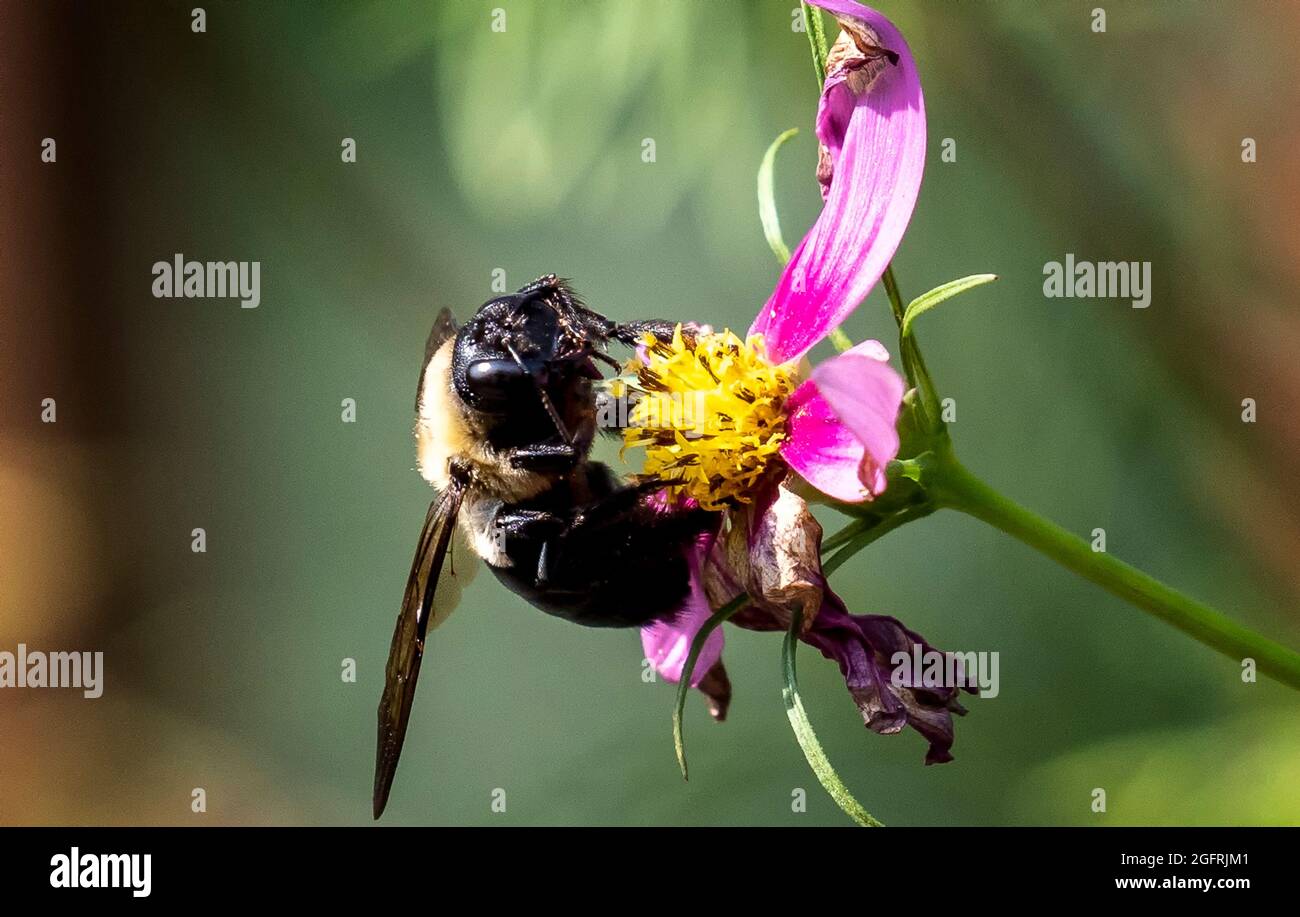 Le bourdon pollinise une fleur de jardin Banque D'Images