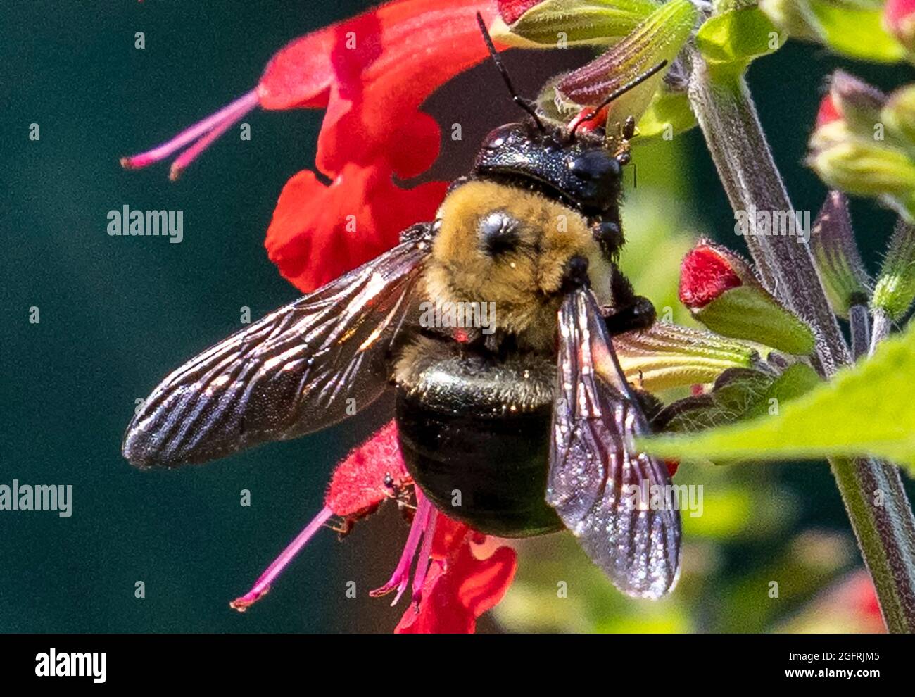 Le bourdon pollinise une fleur de jardin Banque D'Images