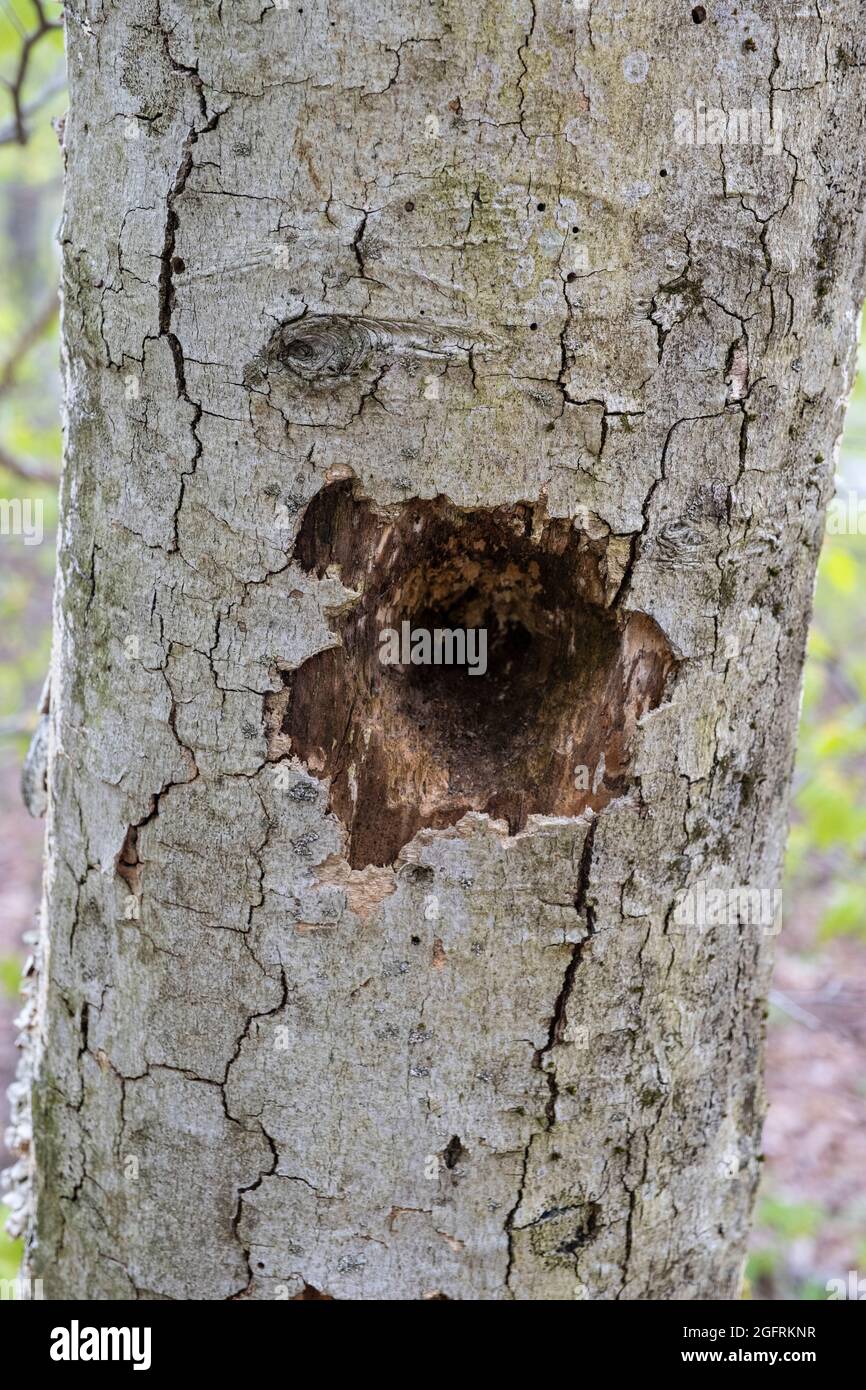 Cranberry Mountain, Virginie-Occidentale. Trou percé dans le tronc d'arbre par un pic à la recherche d'insectes ou de larves. Banque D'Images