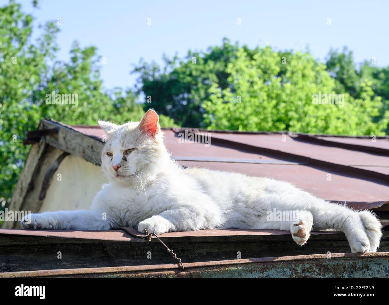 Un chat blanc errant sur le toit en fer d'un hangar Banque D'Images