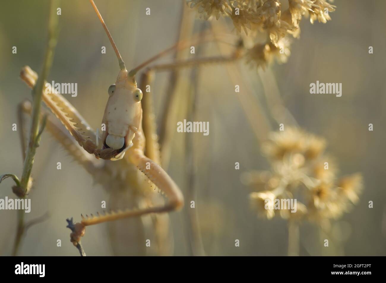 Une sauterelle drôle suce l'orteil Banque D'Images