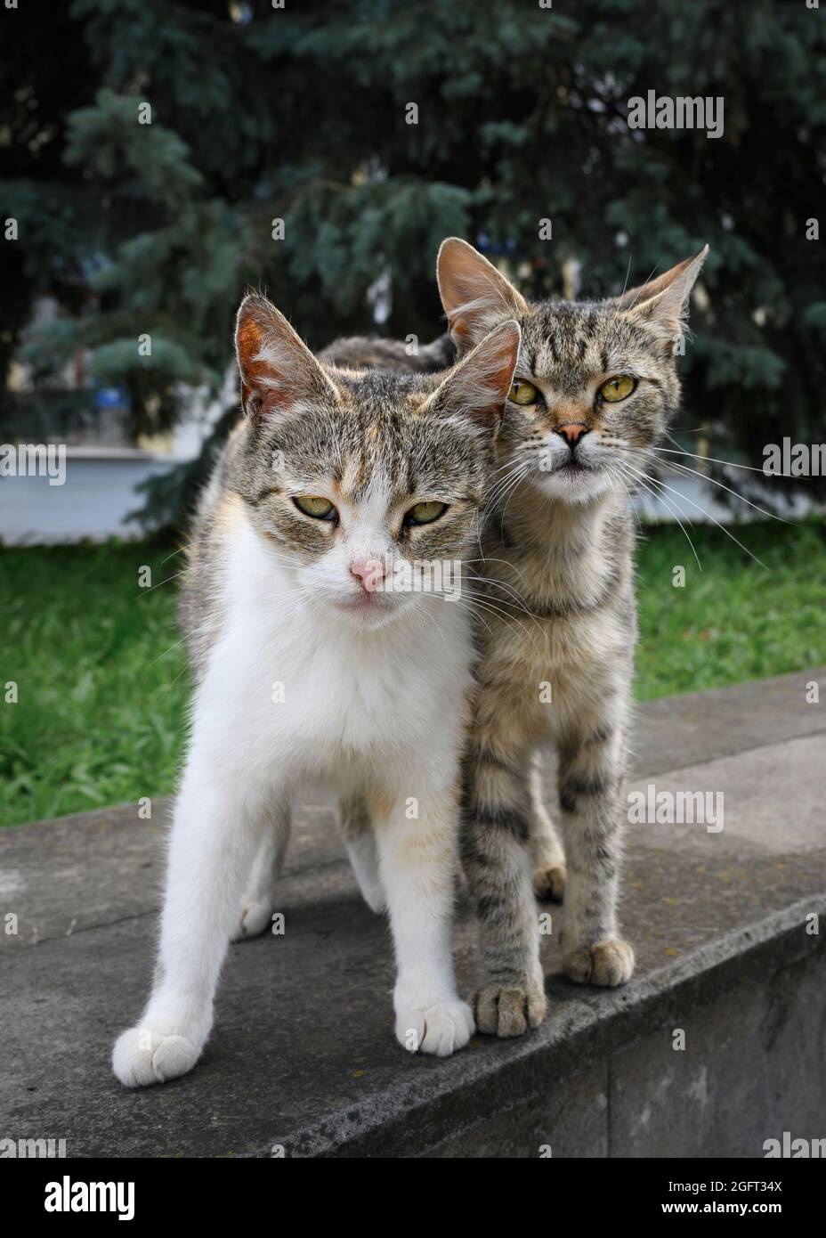 Deux frères chaton errants se sont accroches l'un à l'autre. Ils regardent directement dans les yeux avec désespoir et défi Banque D'Images