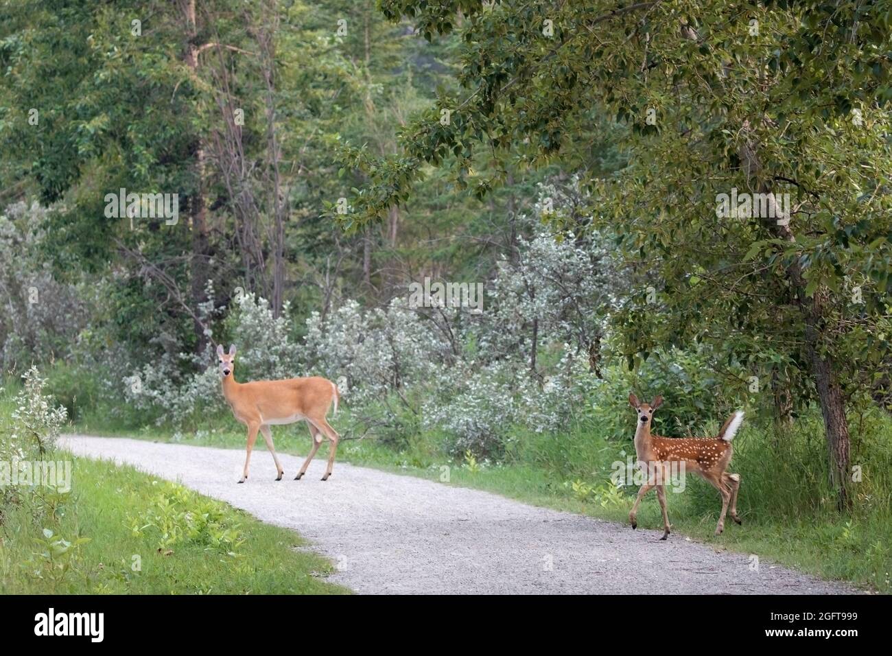 En été, de jeunes cerfs de Virginie fraient et leur mère franchit un chemin à travers une forêt urbaine. Odocoileus virginianus Banque D'Images