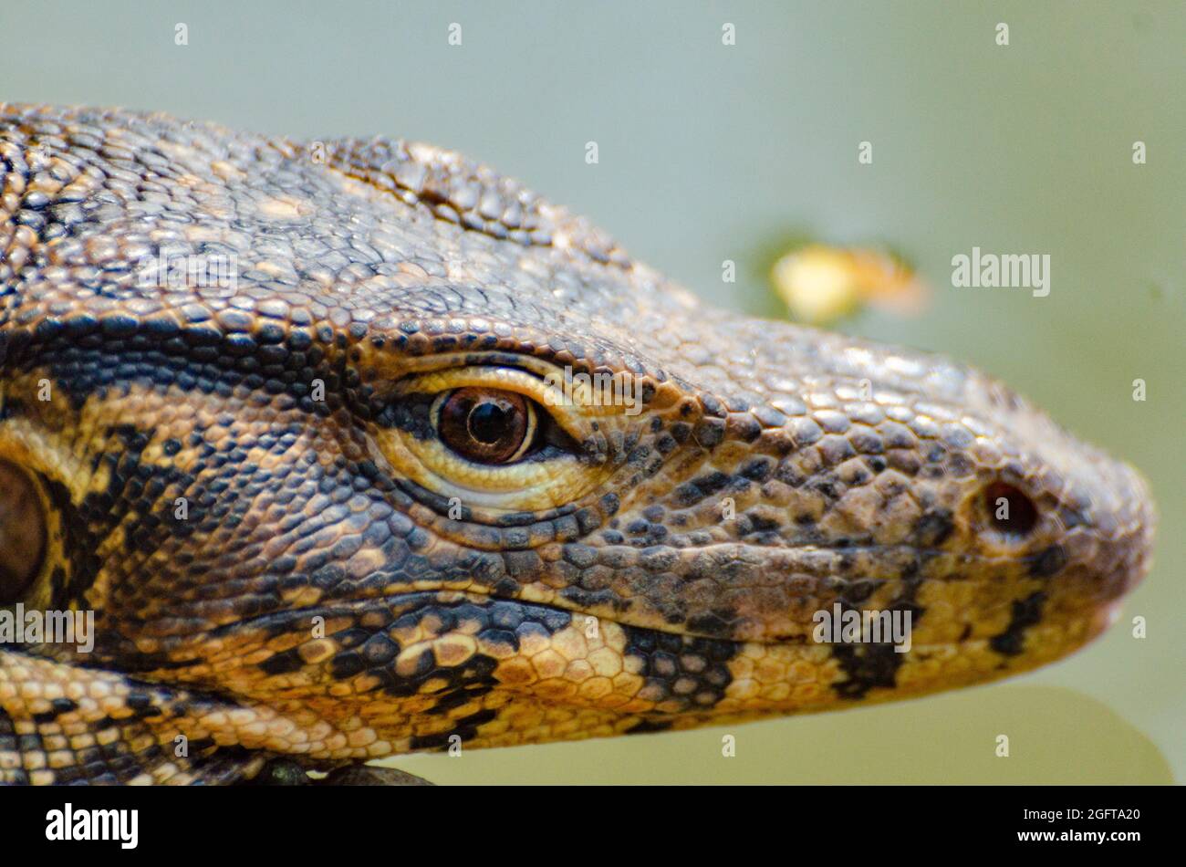 Un lézard de surveillance dans un parc public. Bangkok, Thaïlande Banque D'Images