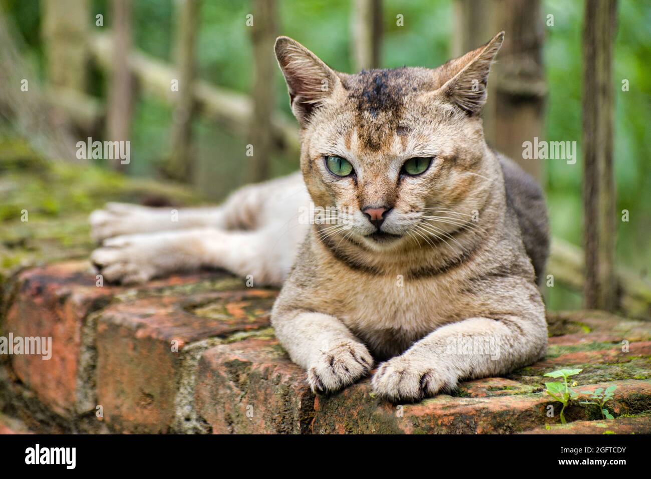 Felis catus est une espèce domestique de petit mammifère carnivore. Banque D'Images