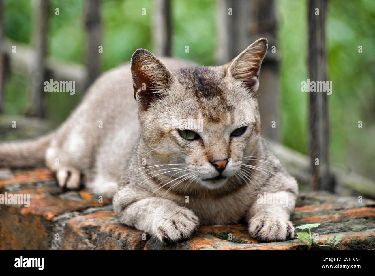 Positions de veille du chat. Felis catus est une espèce domestique de petit mammifère carnivore. Banque D'Images