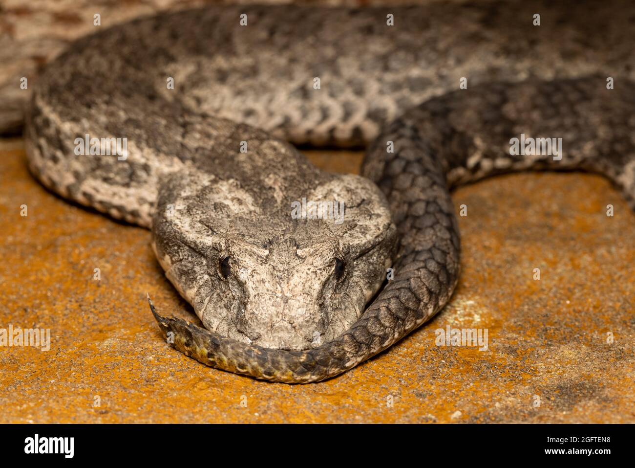 L'Adder australien de la mort commune montrant le lure à la pointe de la queue Banque D'Images