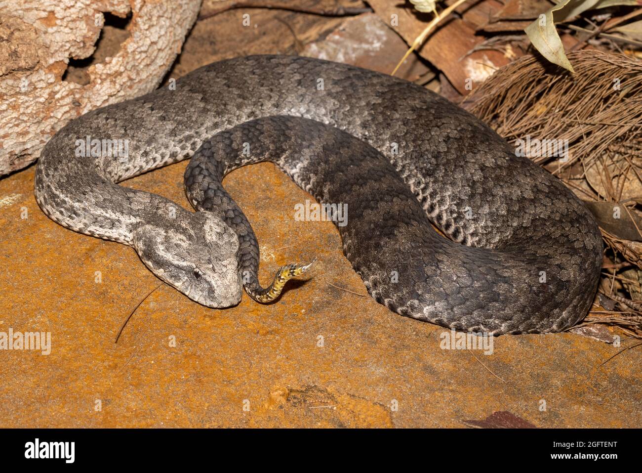 L'Adder australien de la mort commune montrant le lure à la pointe de la queue Banque D'Images
