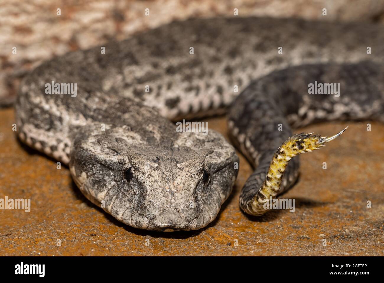 Gros plan de l'Adder australien de la mort commune montrant l'attrait au bout de la queue Banque D'Images