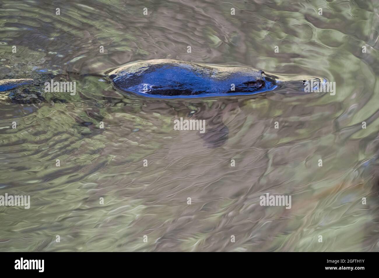 Un seul Platypus (Ornithorhynchus) flotte à la surface du ruisseau dans la réserve de Yungaburra, sur les plateaux d'Atherton, Queensland, en Australie. Banque D'Images