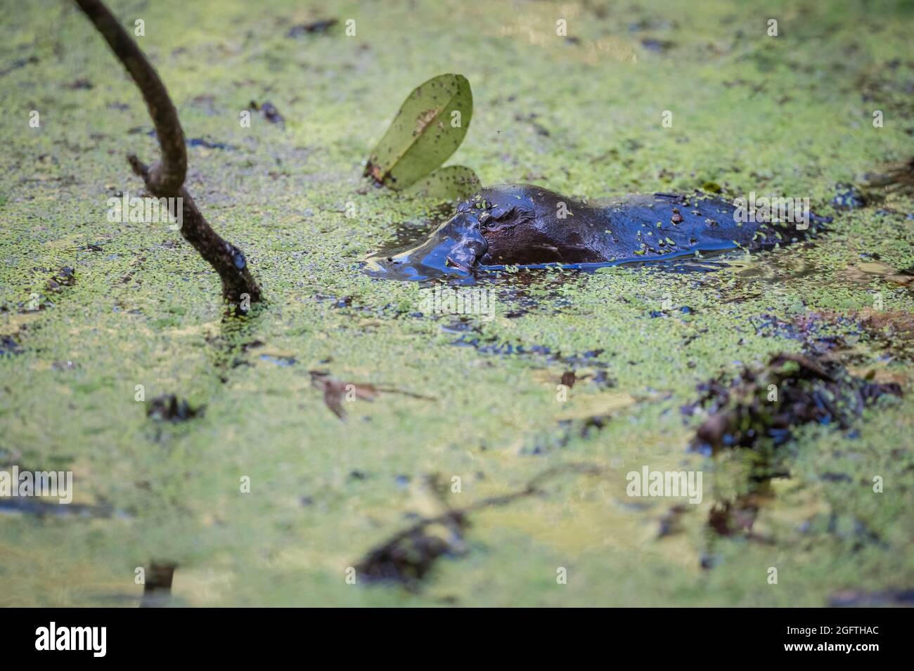 Un seul Platypus (Ornithorhynchus) flotte à la surface du ruisseau dans la réserve de Yungaburra, sur les plateaux d'Atherton, Queensland, en Australie. Banque D'Images