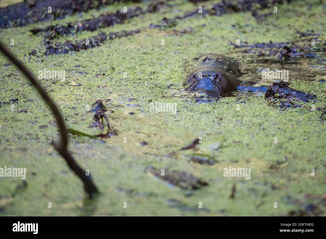 Un seul Platypus (Ornithorhynchus) flotte à la surface du ruisseau dans la réserve de Yungaburra, sur les plateaux d'Atherton, Queensland, en Australie. Banque D'Images