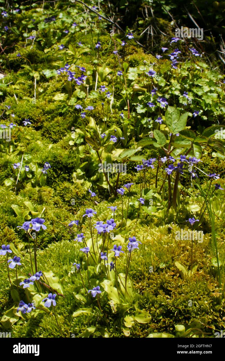 Colonie de l'armoise de Californie (Pinguicula macroceras ssp. Nortensis) avec fleurs bleues, Californie, États-Unis Banque D'Images