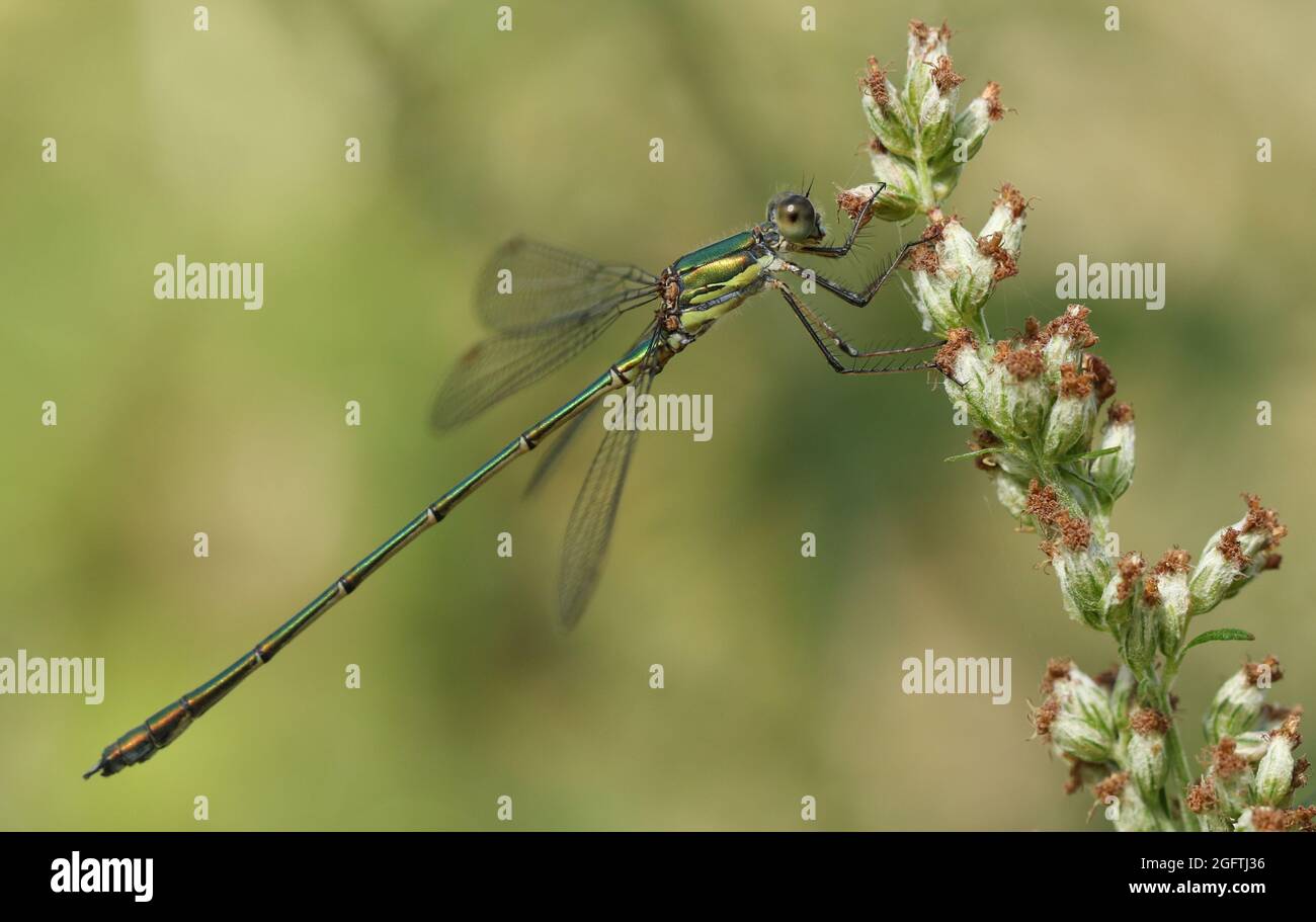 Une mouche d'émeraude de saule, Chalcolestes viridis, perçant sur une plante. Banque D'Images