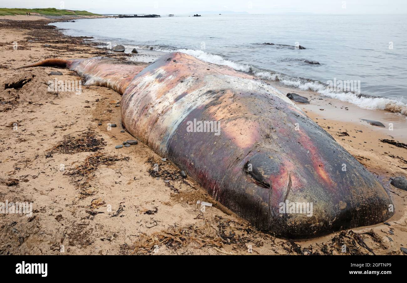 Gros cachalots morts washup sur une plage sur l'Islande, Snaefellsnes Banque D'Images