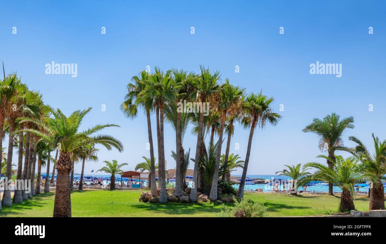 Palmiers sur une plage tropicale à Ayia Napa, Chypre. Banque D'Images