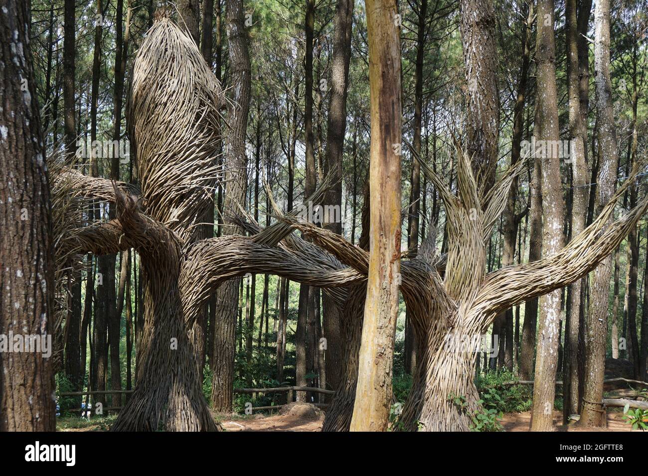 Trois filles ont tiré de l'arrière à Pinus Penger, Yogyakarta Banque D'Images