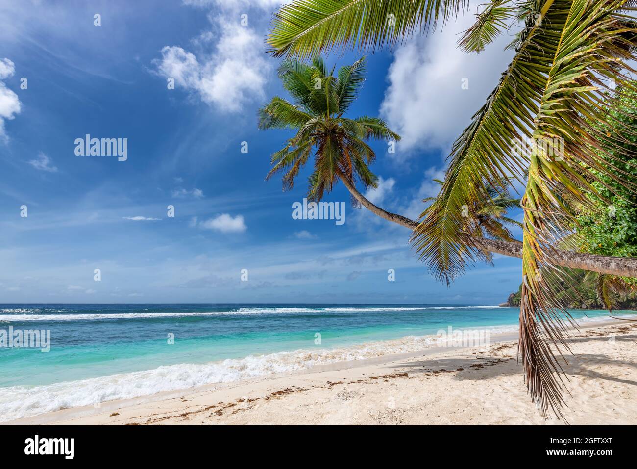 Coco palmiers sur la plage tropicale Sunny turquoise océan dans l'île tropicale. Banque D'Images