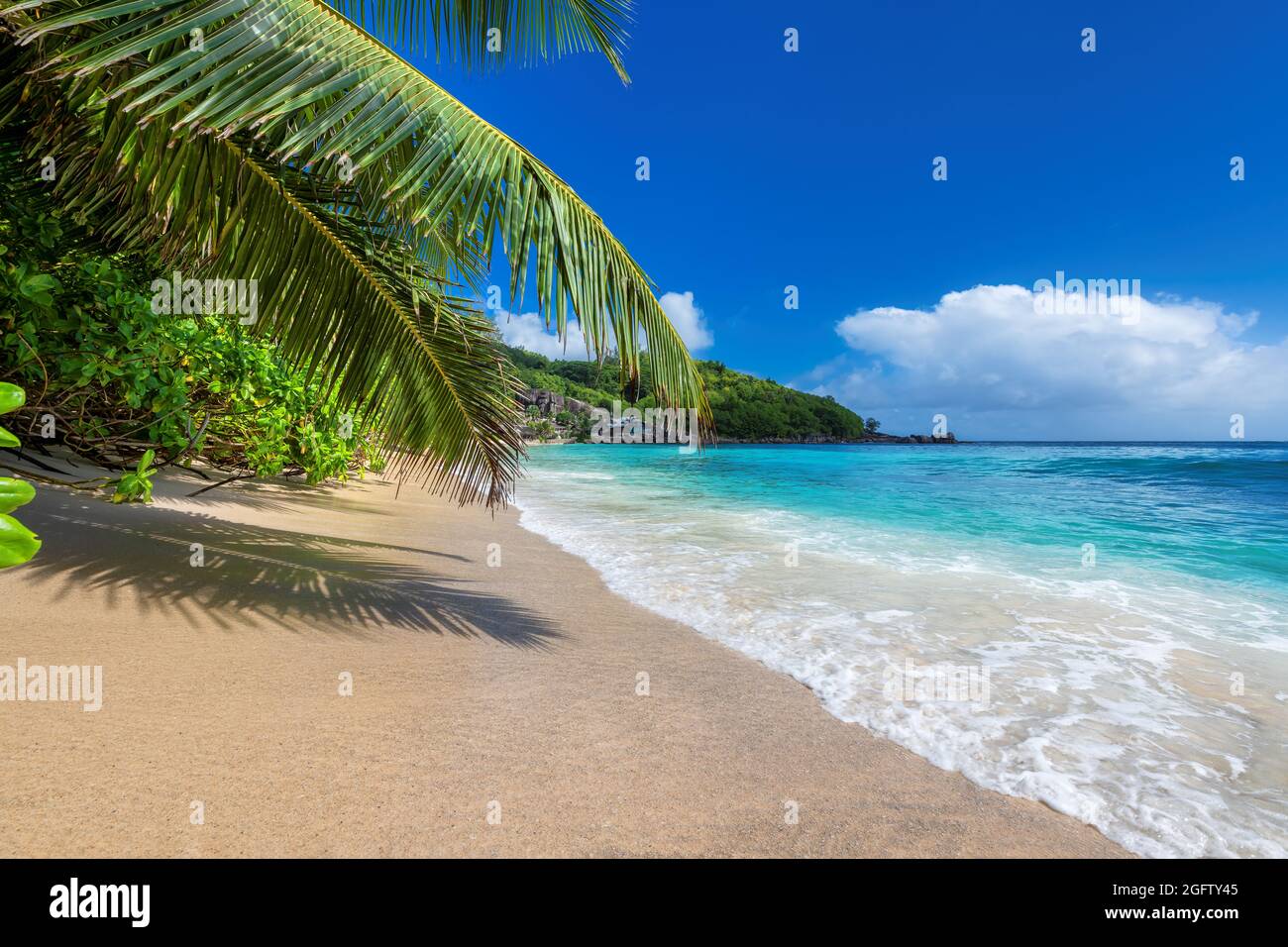 Les feuilles de palmiers et l'ombre sur la plage tropicale Sunny. Banque D'Images