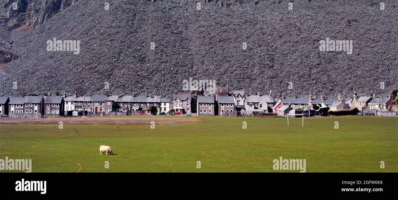Archive historique vue du paysage des déchets industriels des années 1990 à Blaenau Ffestinog avec terrasse rangée de logements et chapelle vue en 1995 soleil avec toile de fond drab des débris de carrière d'ardoise bout au-delà des peuples maisons avec un mouton solitaire paître sur le terrain de football une image archivistique des années 90 à Gwynedd nord du pays de Galles au Royaume-Uni Banque D'Images