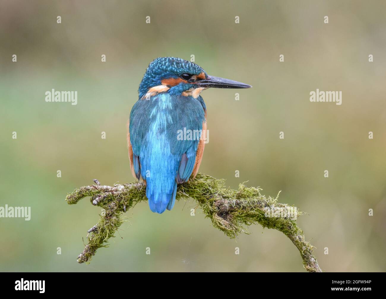 Kingfisher mâle sur une branche de mousse. Kirkcudbright, Écosse. Alcedo atthis. Banque D'Images