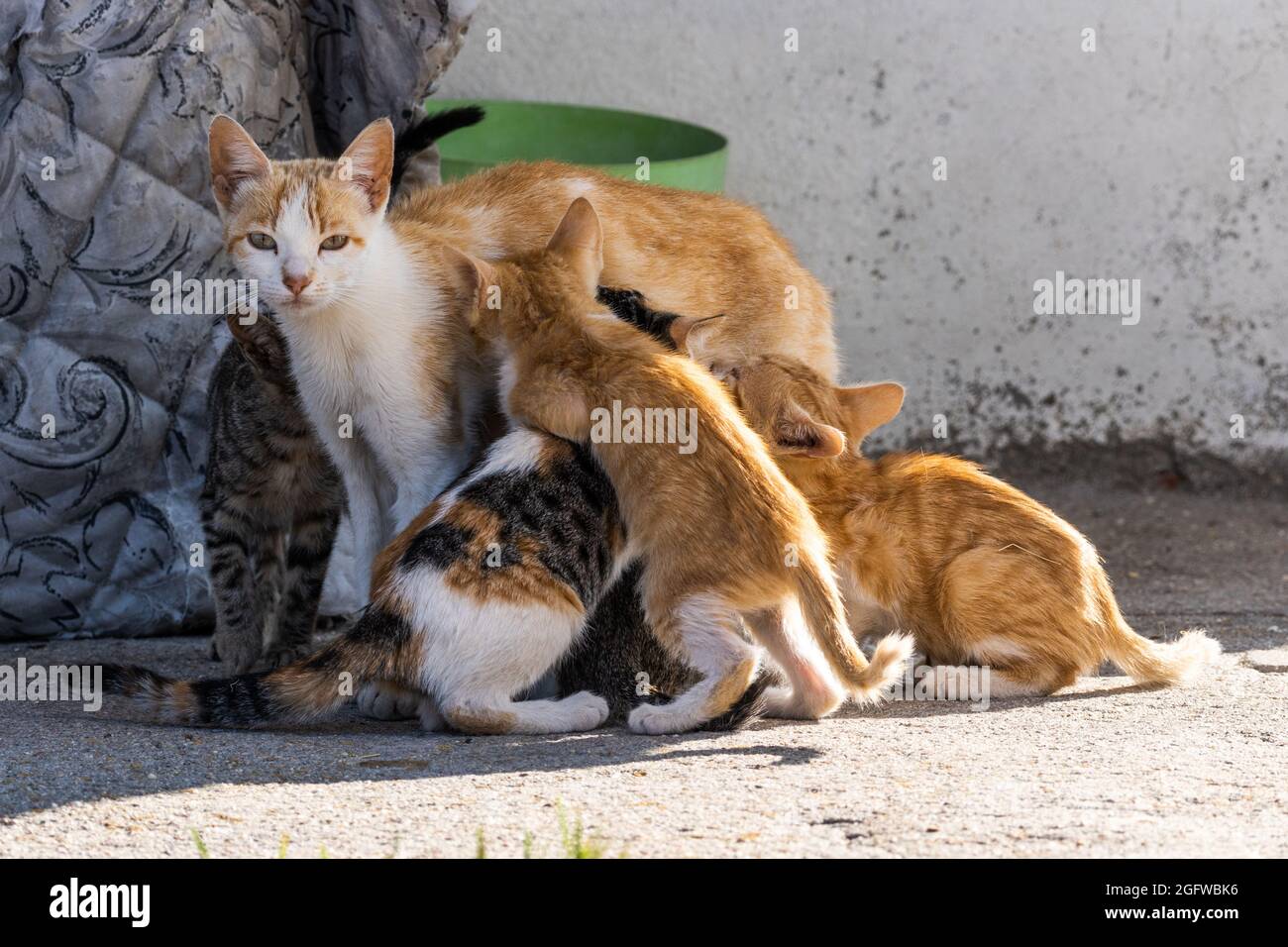 Gros Plan D Un Chat Qui Allaite Des Chatons A L Exterieur Par Une Journee Ensoleillee Photo Stock Alamy