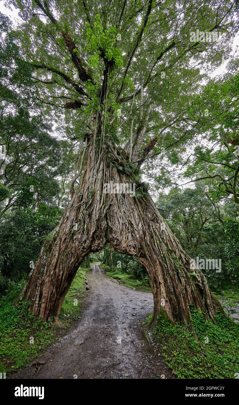 Arche de figuier, route à travers un figuier, Parc national d'Arusha, Tanzanie, Afrique Banque D'Images