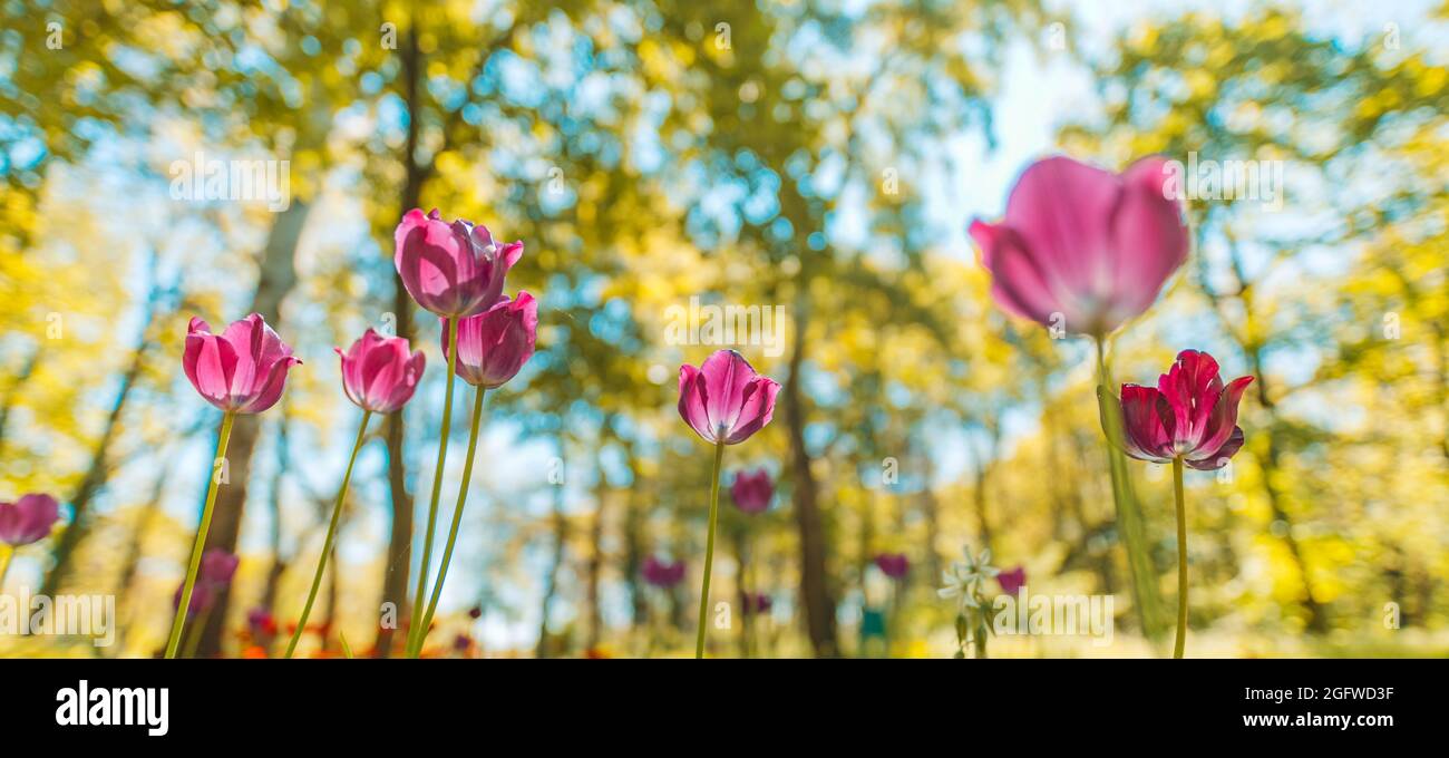 Magnifique tulipe rose sur fond ensoleillé de printemps flou.Fond de fleur de tulipe rose vif.Amour nature florale, rayons du soleil dans le paysage forestier flou Banque D'Images