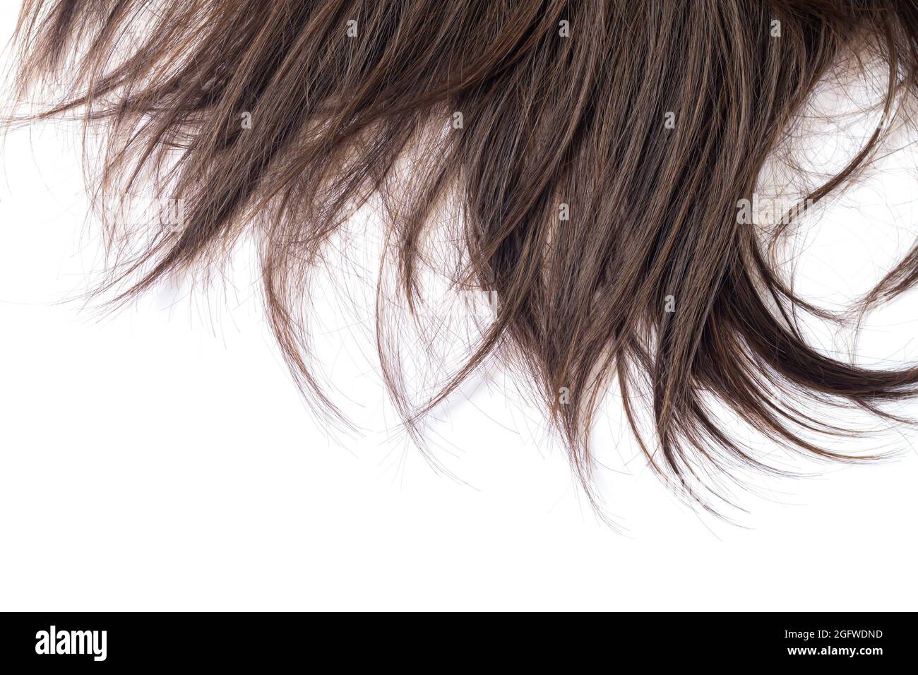 Verrou de brunette sombre cheveux droits isolés sur fond blanc. Coupe de cheveux, coiffage, soin ou extension concept Banque D'Images