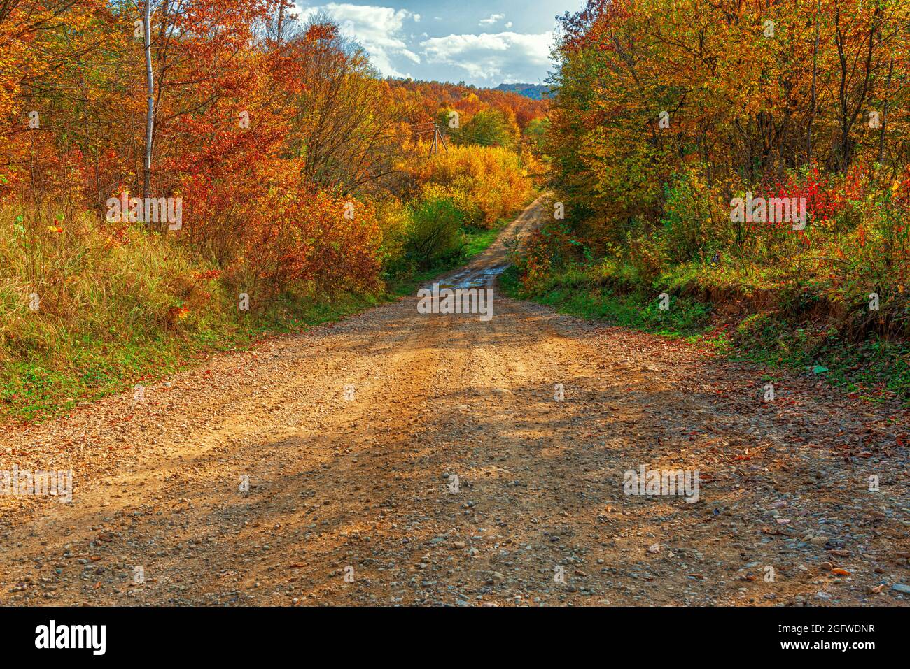 Une route de terre dans la forêt d'automne au mois d'octobre dans l'après-midi Banque D'Images