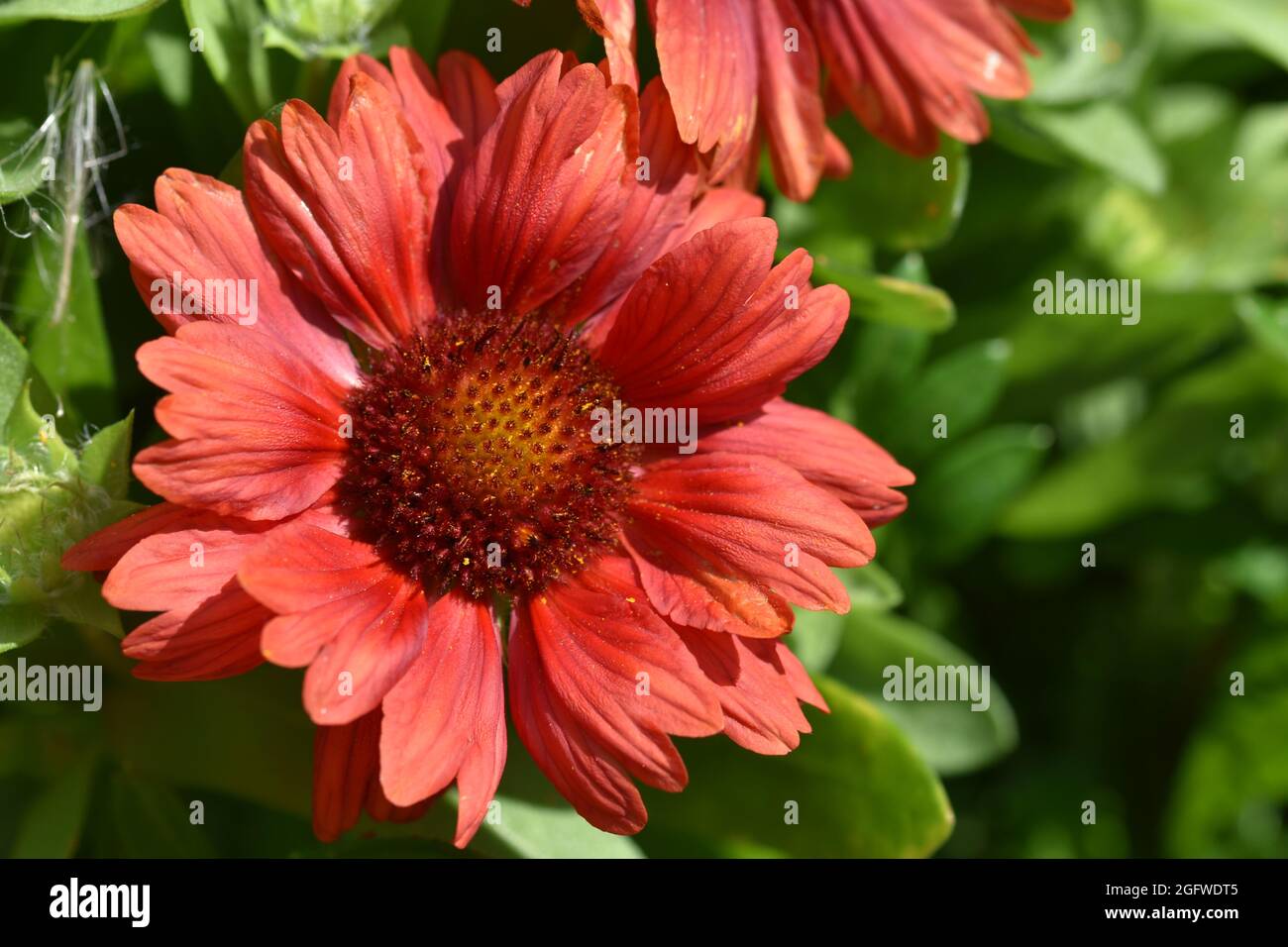 Une belle photo macro d'une fleur rouge légèrement à gauche de l'image avec un superbe fond vert flou Banque D'Images