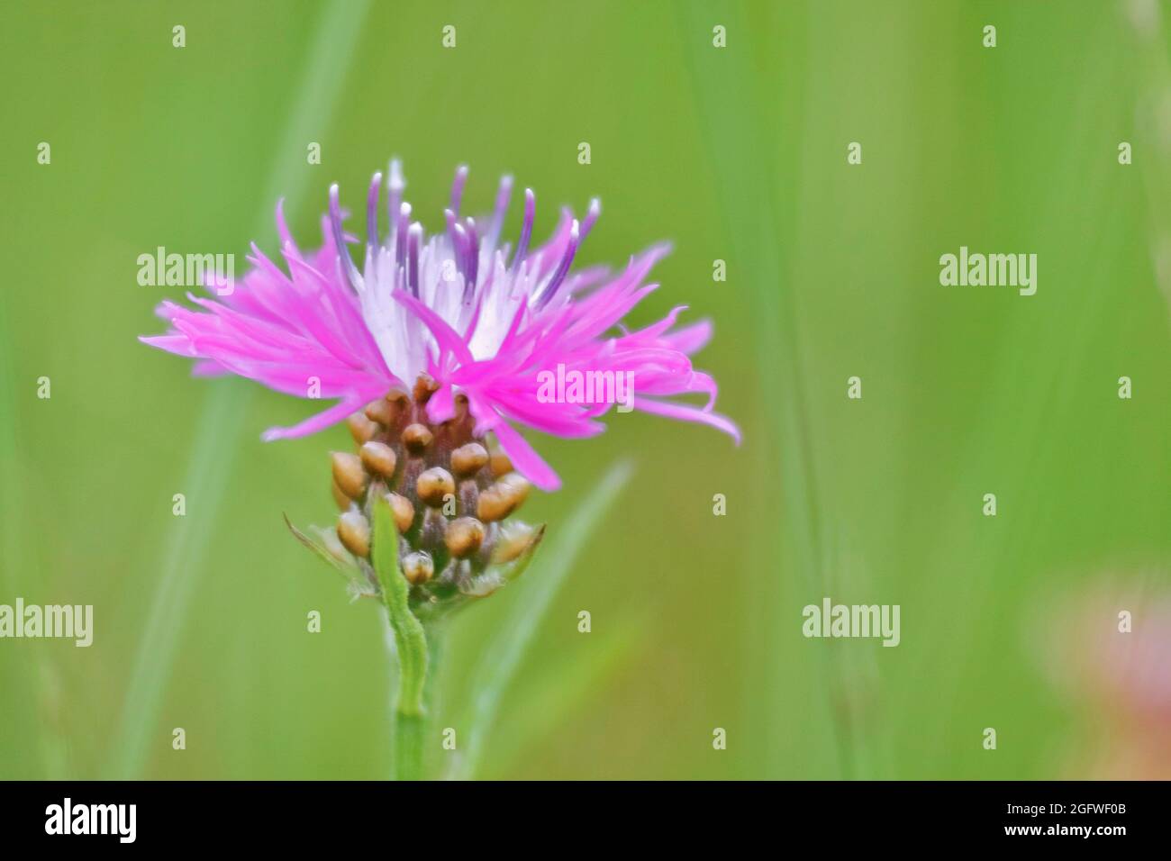 Tripode brun, tripode brun (Centaurea jacea), tête de fleur unique, Allemagne, Rhénanie-du-Nord-Westphalie Banque D'Images