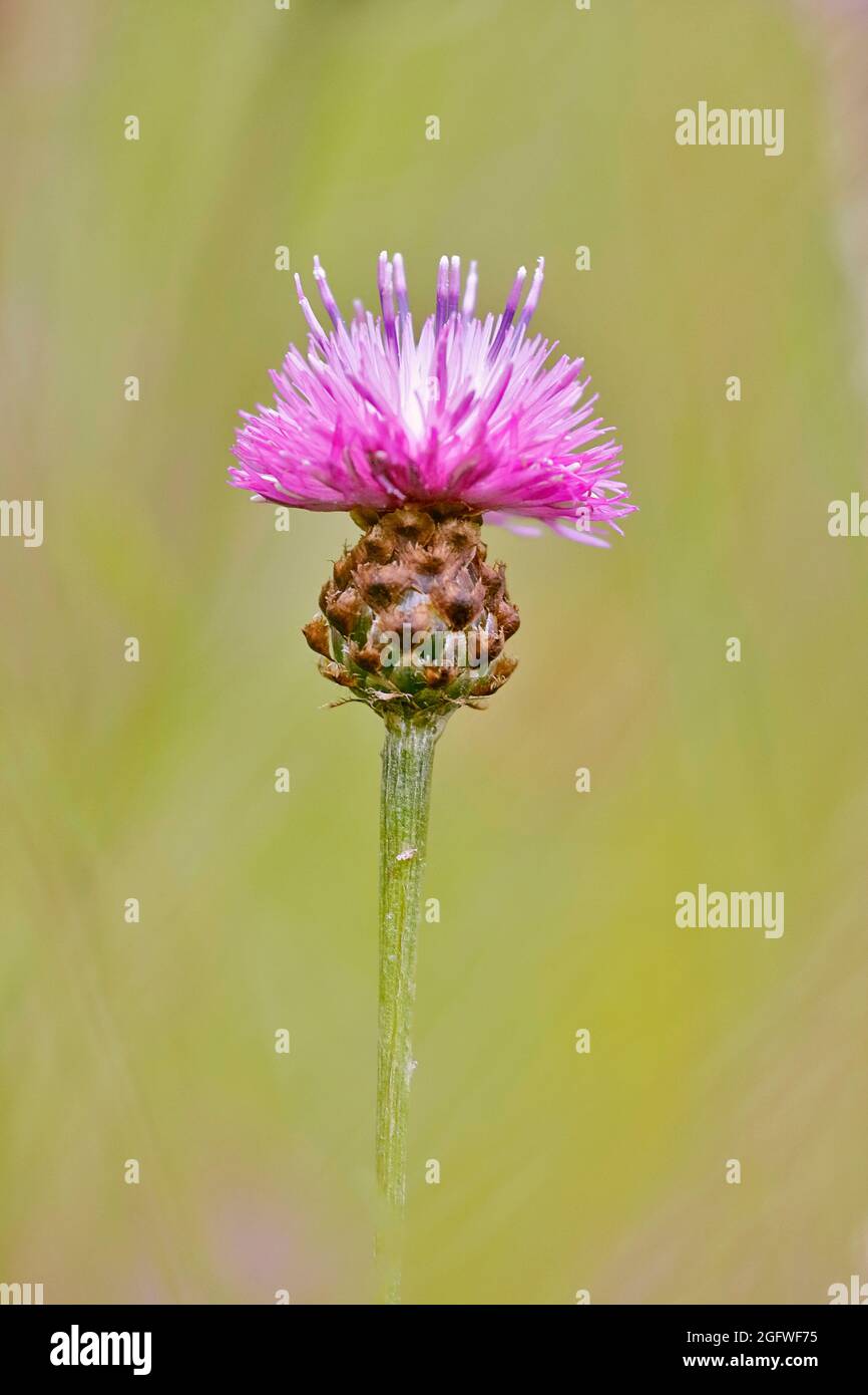 Knapweed brun, knapweed brun (Centaurea jacea), tête de fleur unique , Allemagne, Rhénanie-du-Nord-Westphalie Banque D'Images