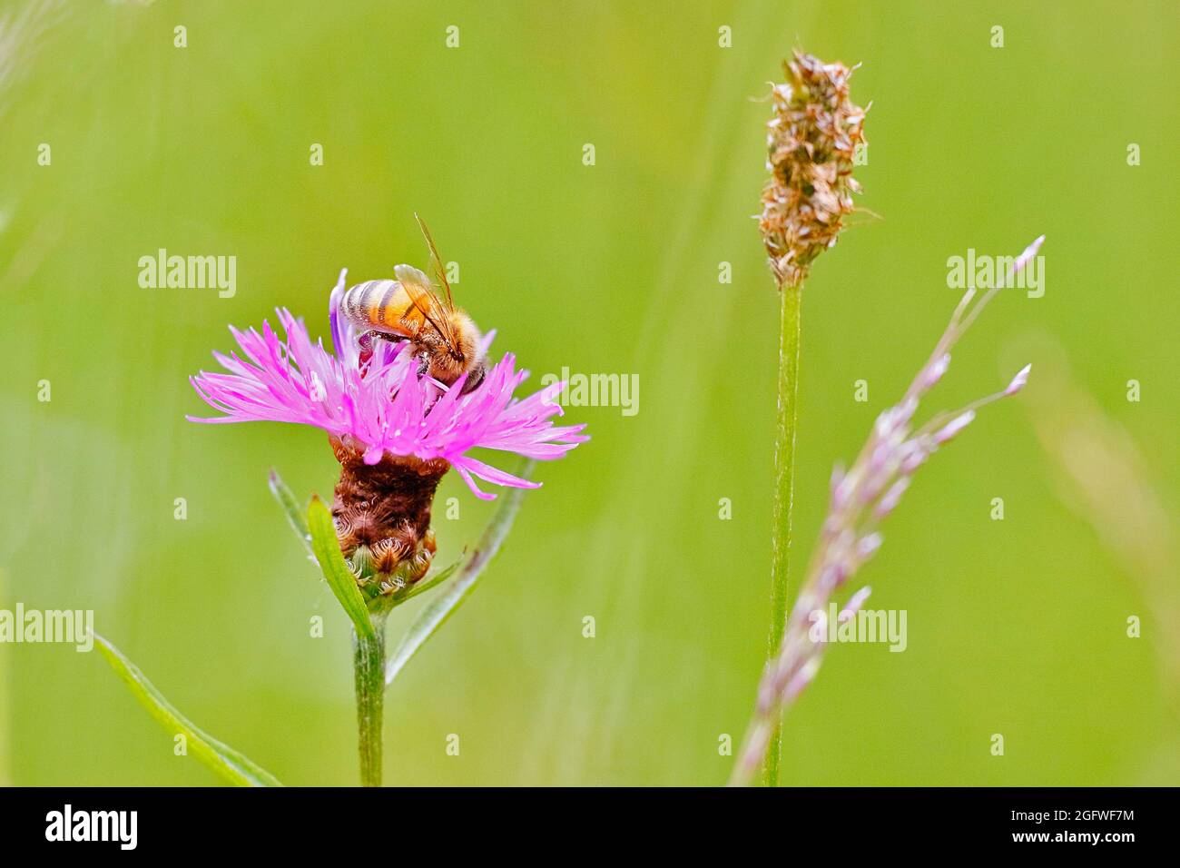 Tripode brun, tripode brun (Centaurea jacea), tête de fleur unique avec abeille, Allemagne, Rhénanie-du-Nord-Westphalie Banque D'Images