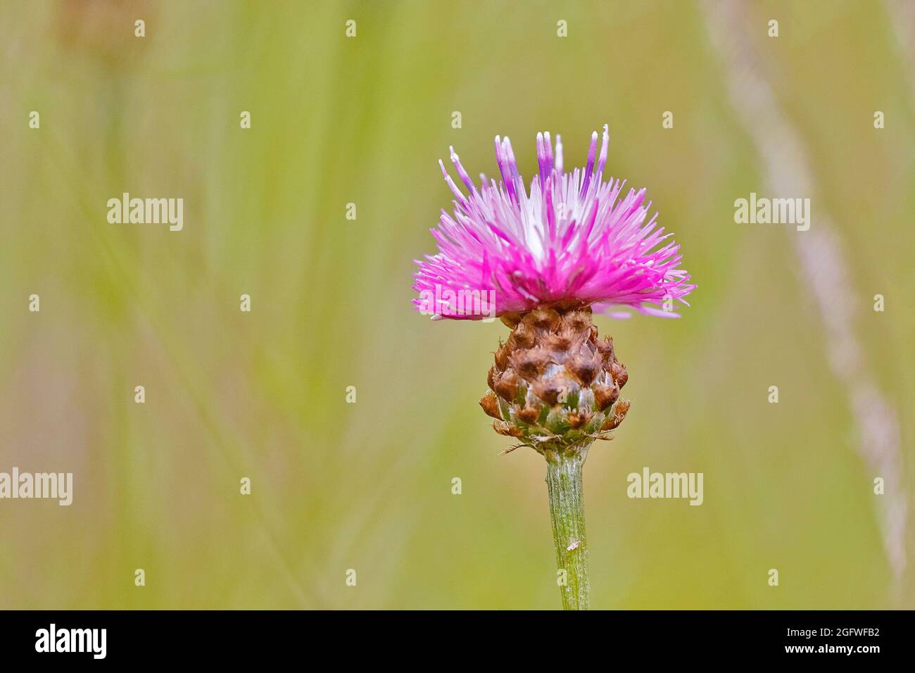 Knapweed brun, knapweed brun (Centaurea jacea), tête de fleur unique , Allemagne, Rhénanie-du-Nord-Westphalie Banque D'Images