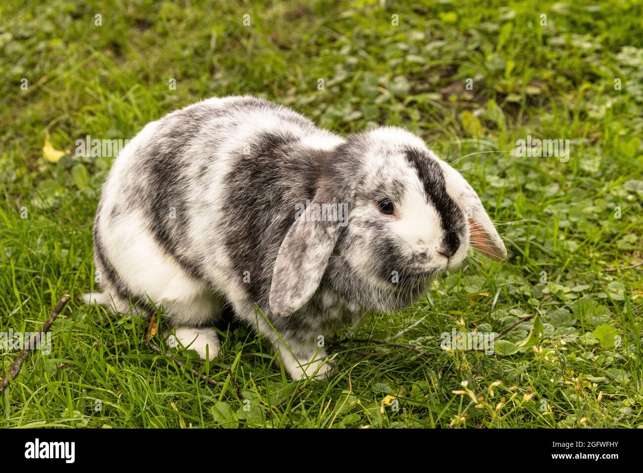 Lapin nain (Oryctolagus cuniculus F. domestica), lapin lop Banque D'Images