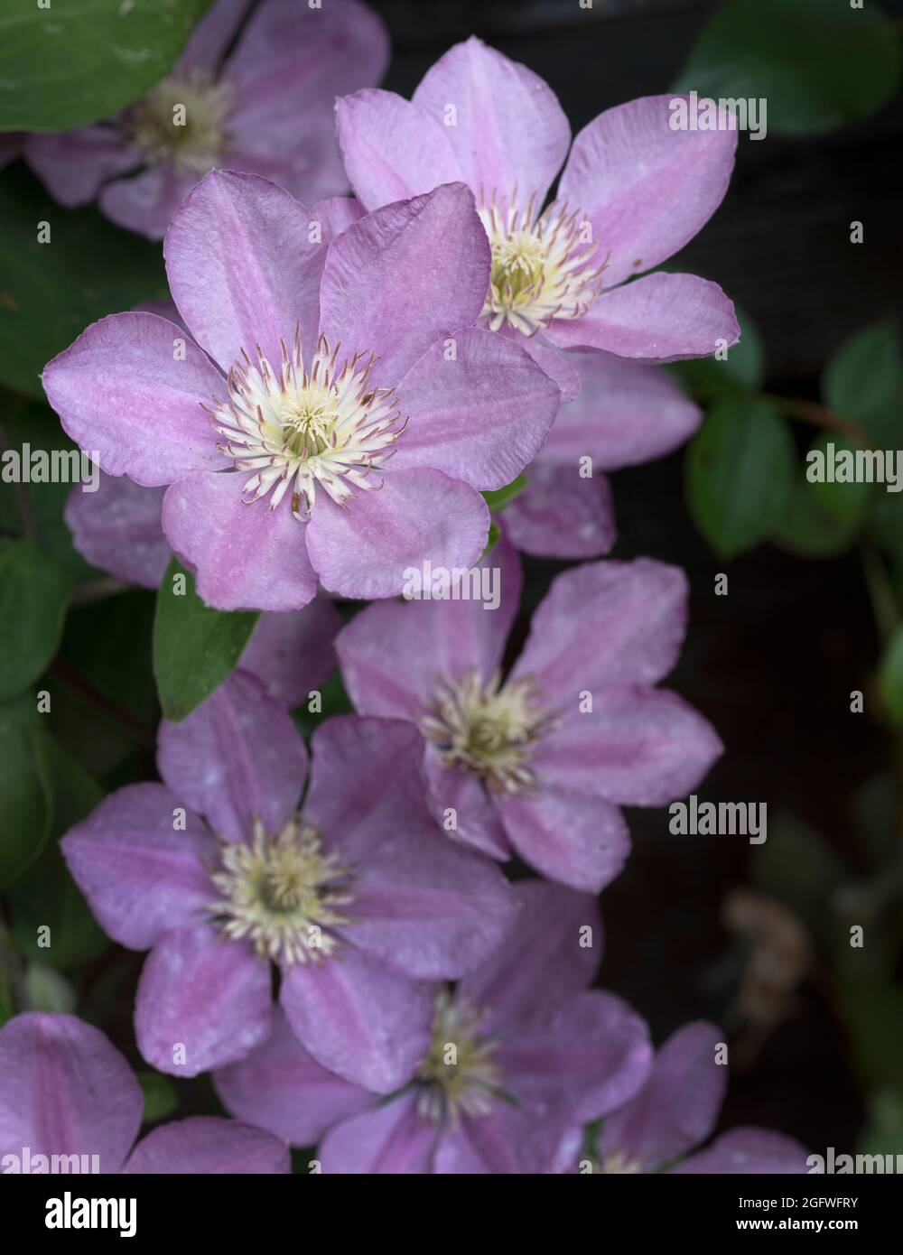 Clematis - Endellion Banque D'Images