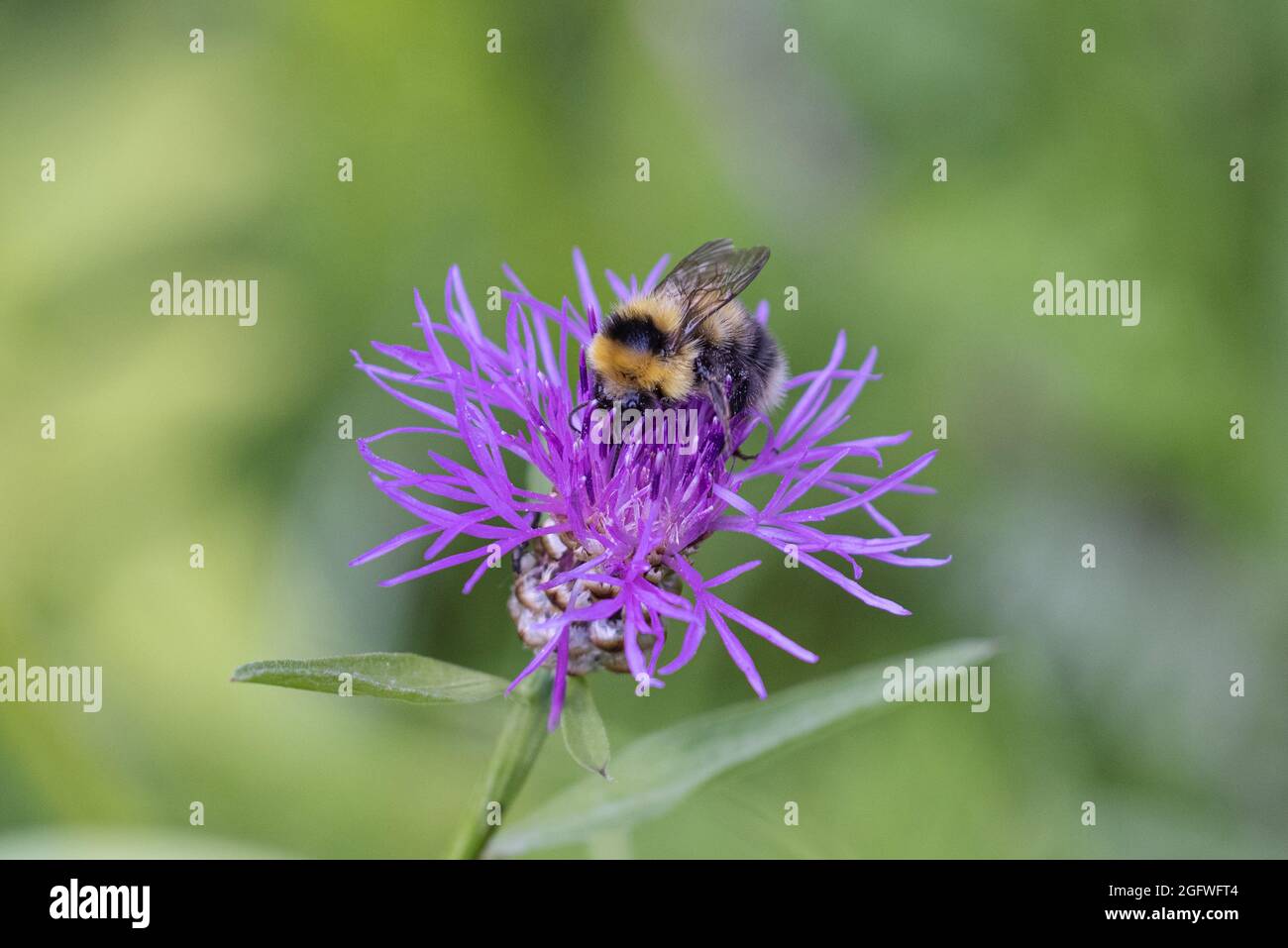 Petit jardin Bumble Bee (Bombus hortorum, Megabombus hortorum), sur fleur de knapweed, Allemagne, Bavière Banque D'Images
