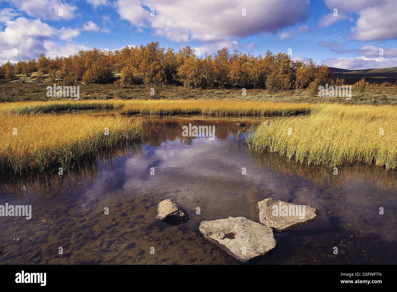 Bouleau marécageux (Betula pumila), bouleau du Nord et étang à franges de roseaux sous un ciel bleu et partiellement nuageux, dans la région sub-arctique de Dovrefjell, Banque D'Images