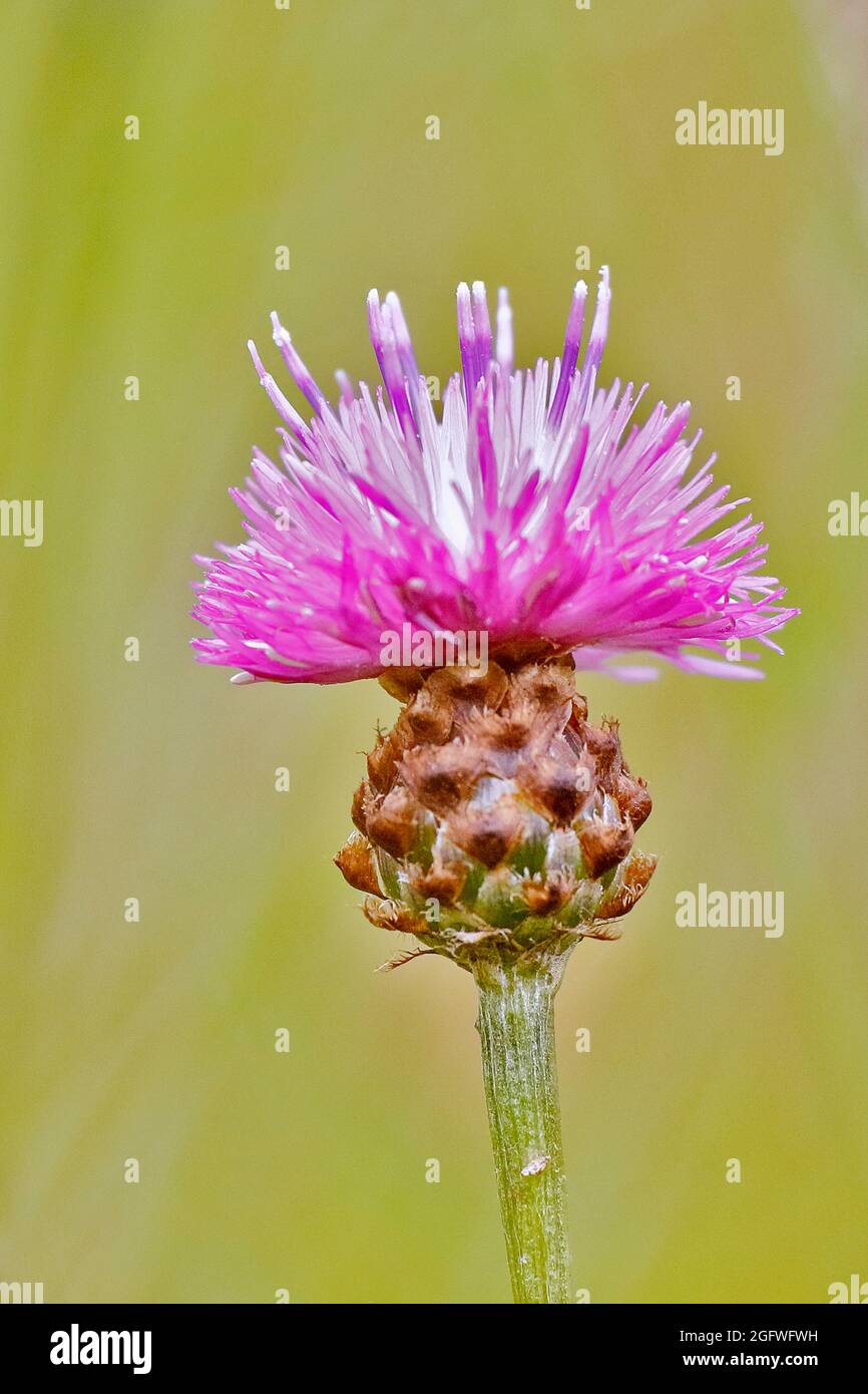Knapweed brun, knapweed brun (Centaurea jacea), tête de fleur unique , Allemagne, Rhénanie-du-Nord-Westphalie Banque D'Images