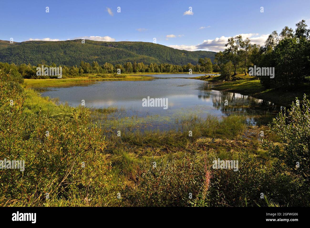 Petit lac avec des forêts de bouleau et de pin près de Mo i Rana, Norvège, Svartisdalen, Mo i Rana Banque D'Images