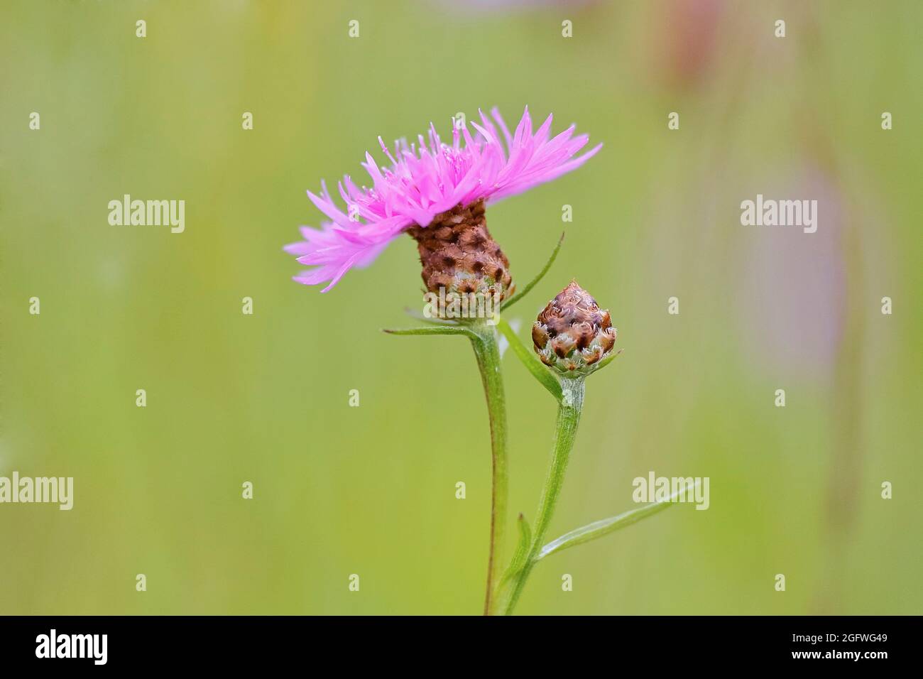 Tripode brun, tripode brun (Centaurea jacea), tête de fleur unique et bourgeon de fleur, Allemagne, Rhénanie-du-Nord-Westphalie Banque D'Images
